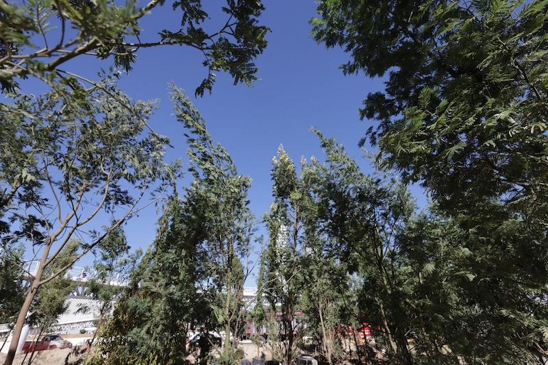 Árboles del bosque urbano generarán agua, oxígeno y albergarán vida 
