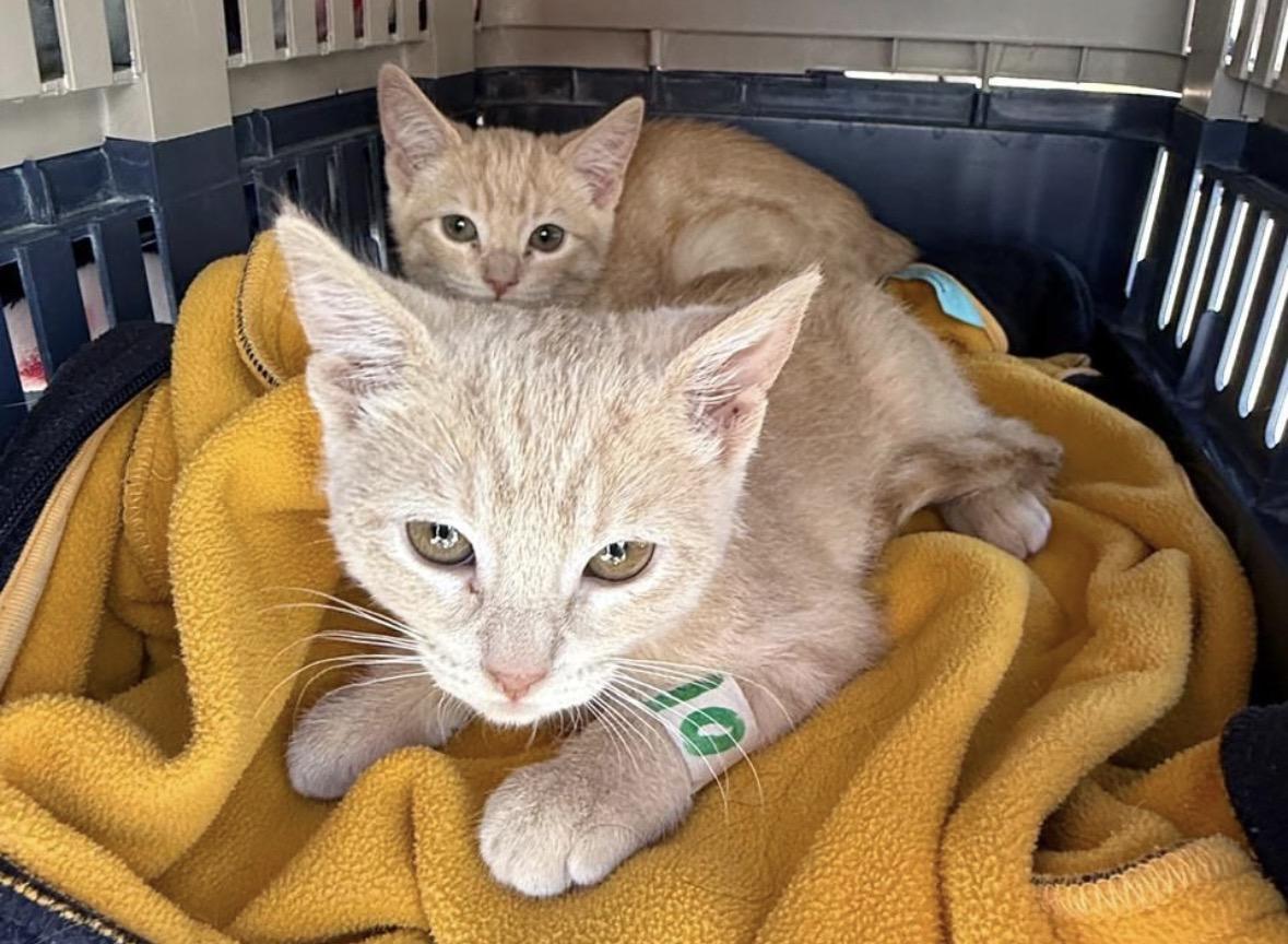 Impulsa Gobierno de la Ciudad jornadas ñde bienestar animal en más colonias del municipio