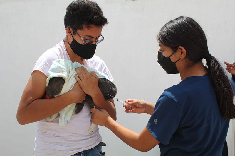 Ayuntamiento de Puebla trabaja por el bienestar animal de perros y gatos del municipio